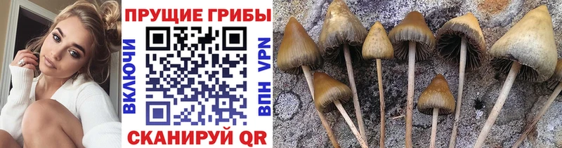 Псилоцибиновые грибы мицелий Конаково